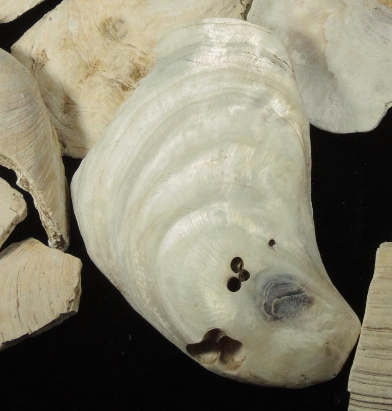 Detail view of mineral Oyster Shells for sale from midden probably from the Black Horse Tavern, Manhattan Island, near McGowan's Pass, New York City, New York County, New York